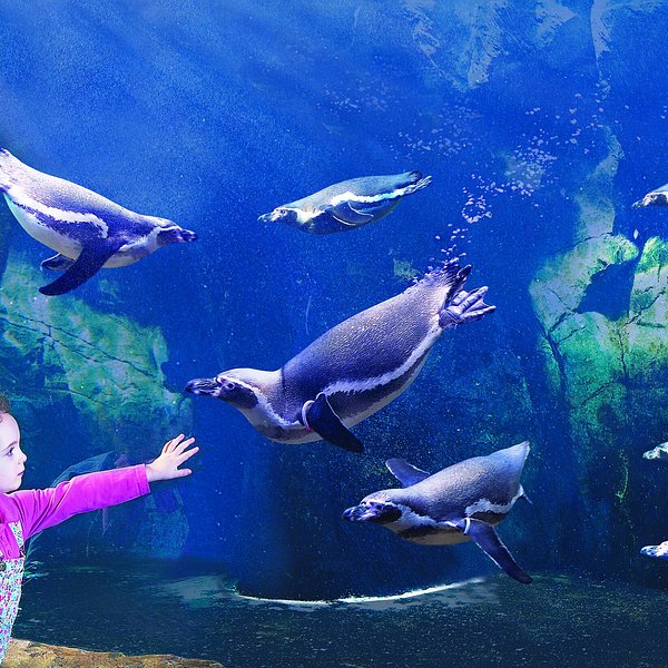 Oceanarium